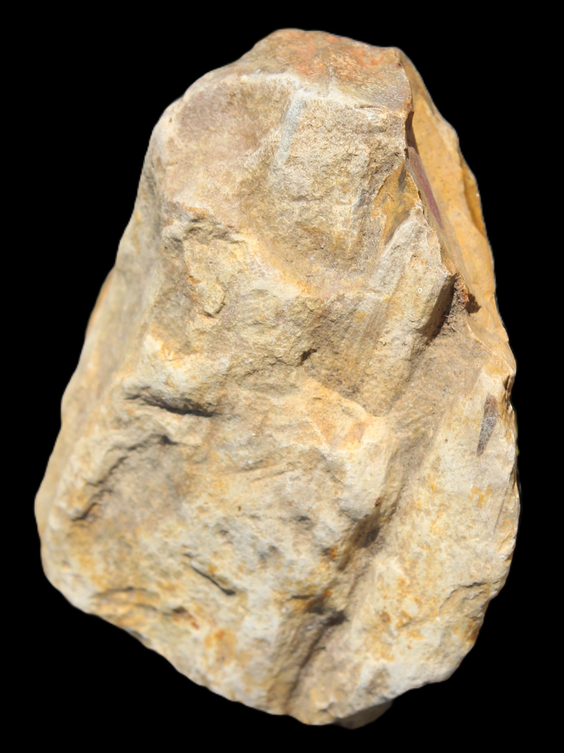 Petrified Wood from Queensland 270g -  Rocks and Things Store