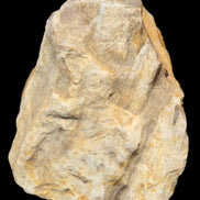 Petrified Wood from Queensland 270g -  Rocks and Things Store