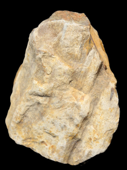 Petrified Wood from Queensland 270g -  Rocks and Things Store