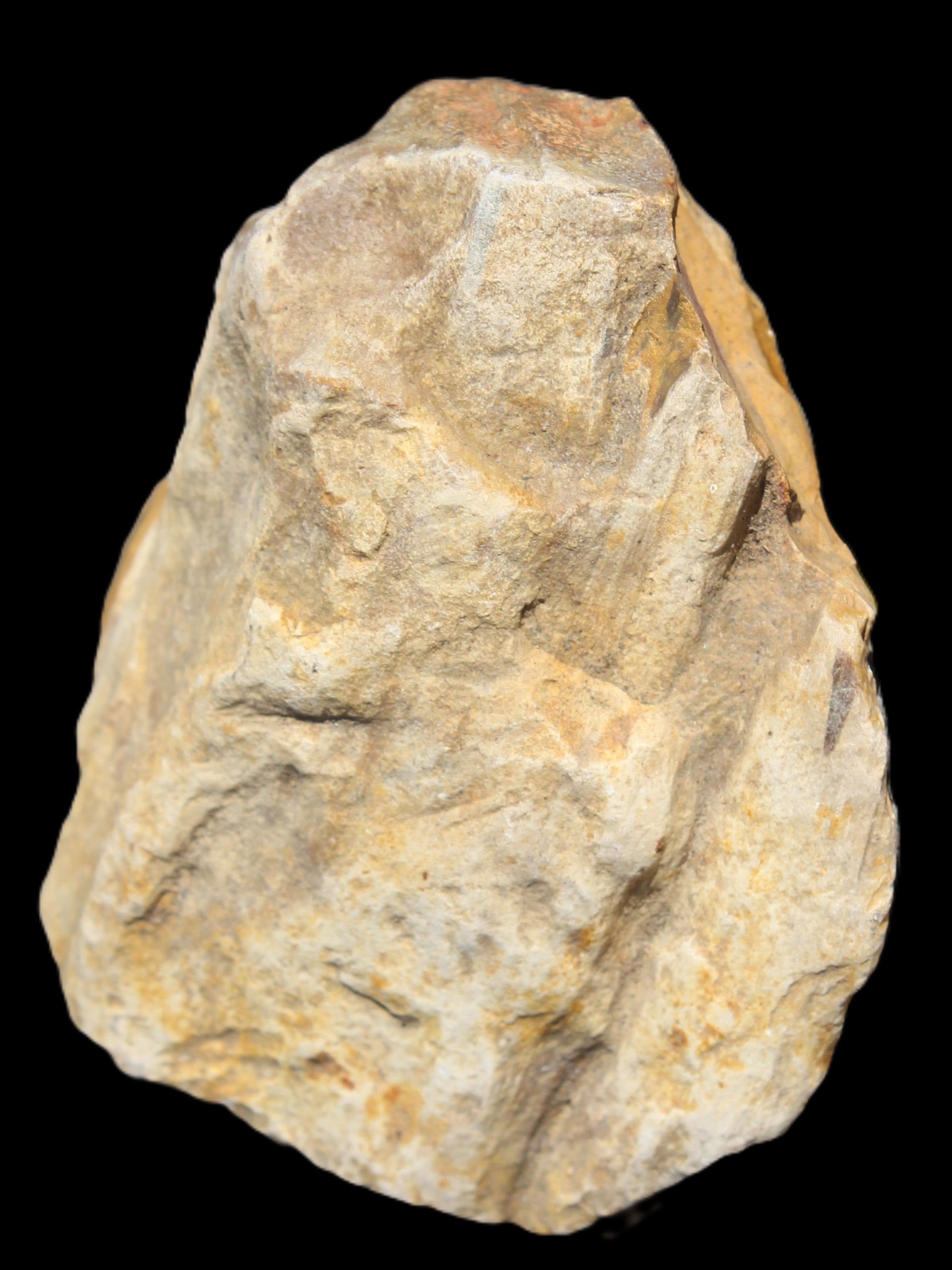 Petrified Wood from Queensland 270g -  Rocks and Things Store