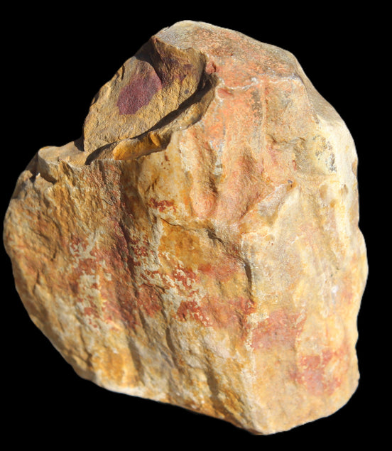 Petrified Wood from Queensland 270g -  Rocks and Things Store