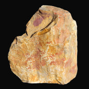 Petrified Wood from Queensland 270g -  Rocks and Things Store