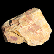 Petrified Wood from Queensland 270g -  Rocks and Things Store