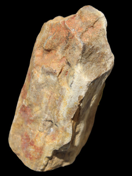 Petrified Wood from Queensland 270g -  Rocks and Things Store