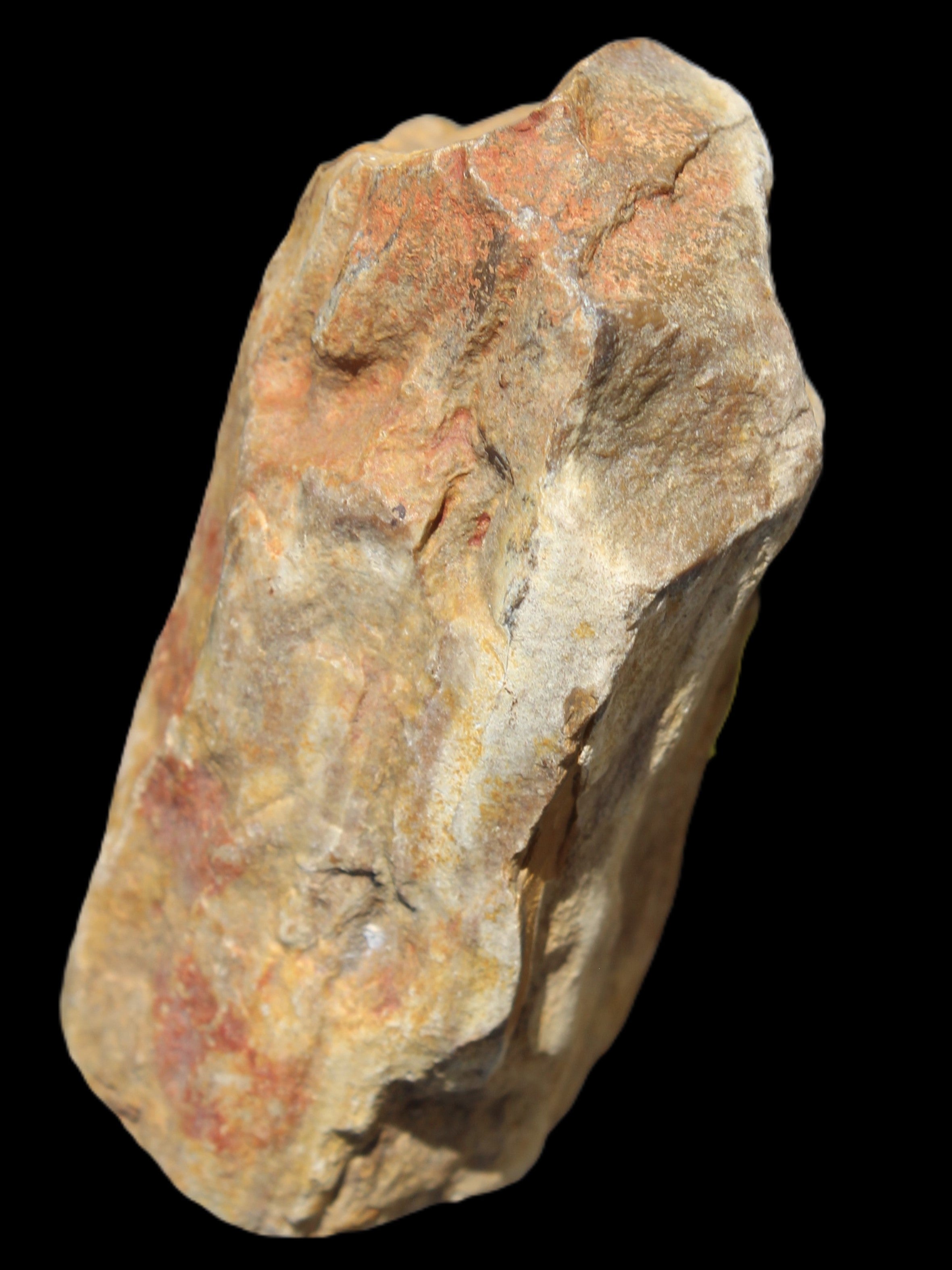 Petrified Wood from Queensland 270g -  Rocks and Things Store