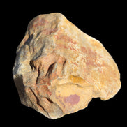 Petrified Wood from Queensland 270g -  Rocks and Things Store