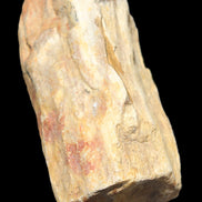 Petrified Wood from Queensland 270g -  Rocks and Things Store
