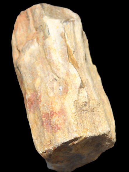 Petrified Wood from Queensland 270g -  Rocks and Things Store
