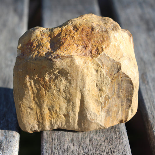 Petrified Wood from Queensland 227g Rocks and Things