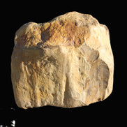 Petrified Wood unpolished from Queensland 227g Rocks and Things