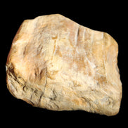 Petrified Wood unpolished from Queensland 227g in sunlight - Rocks and Things Store