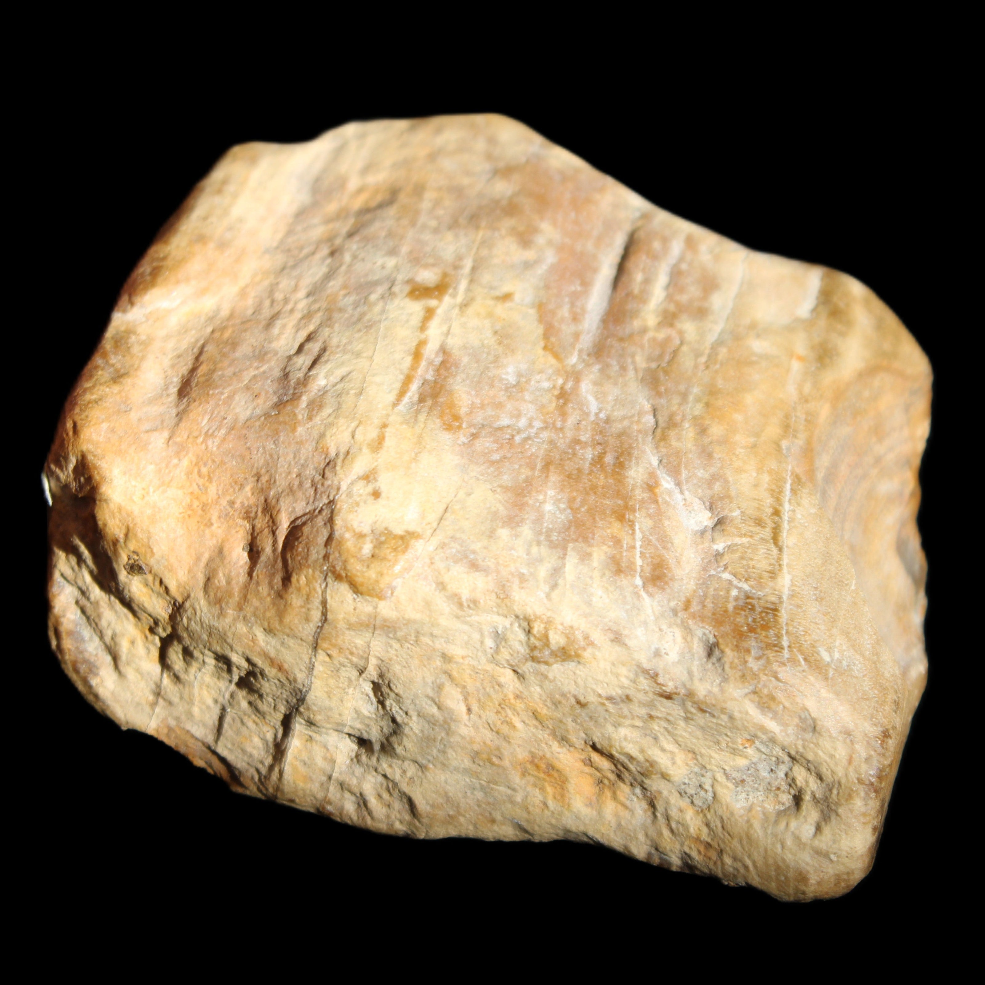 Petrified Wood unpolished from Queensland 227g in sunlight - Rocks and Things Store