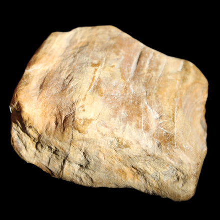 Petrified Wood unpolished from Queensland 227g in sunlight - Rocks and Things Store
