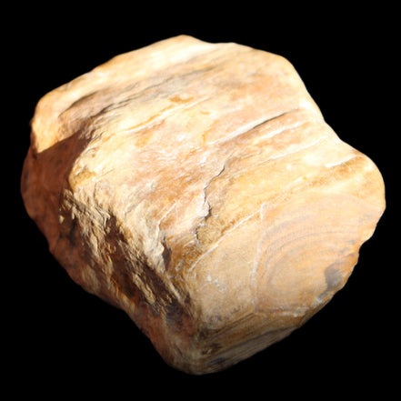Petrified Wood unpolished from Queensland 227g in sunlight - Rocks and Things Store