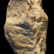 Petrified Wood unpolished from Queensland 227g Rocks and Things