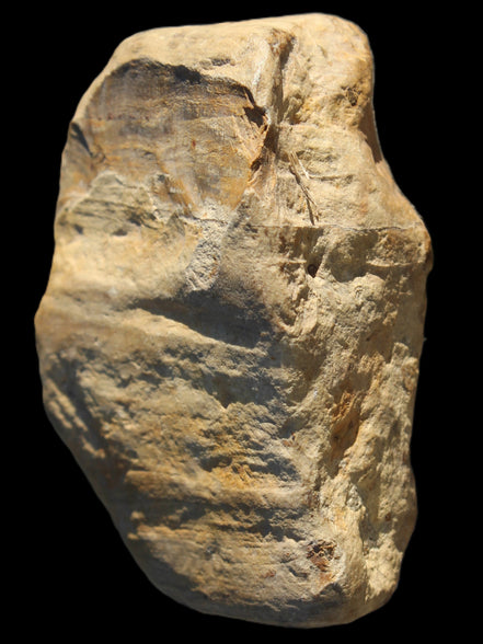 Petrified Wood unpolished from Queensland 227g Rocks and Things