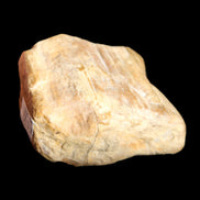 Petrified Wood unpolished from Queensland 227g in sunlight - Rocks and Things Store