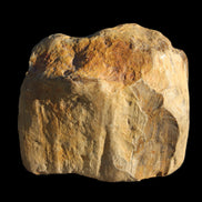 Petrified Wood unpolished from Queensland 227g Rocks and Things