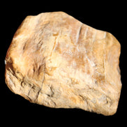Petrified Wood unpolished from Queensland 227g in sunlight - Rocks and Things Store