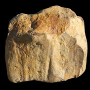 Petrified Wood unpolished from Queensland 227g Rocks and Things