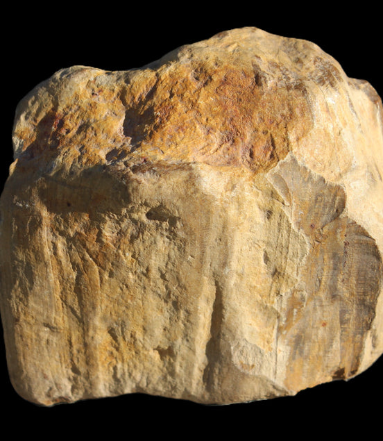 Petrified Wood unpolished from Queensland 227g Rocks and Things