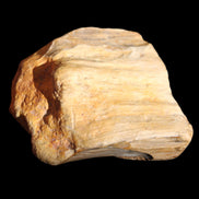 Petrified Wood unpolished from Queensland 227g in sunlight - Rocks and Things Store