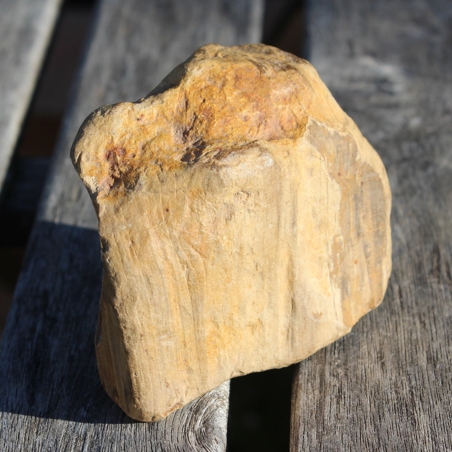 Petrified Wood from Queensland 227g