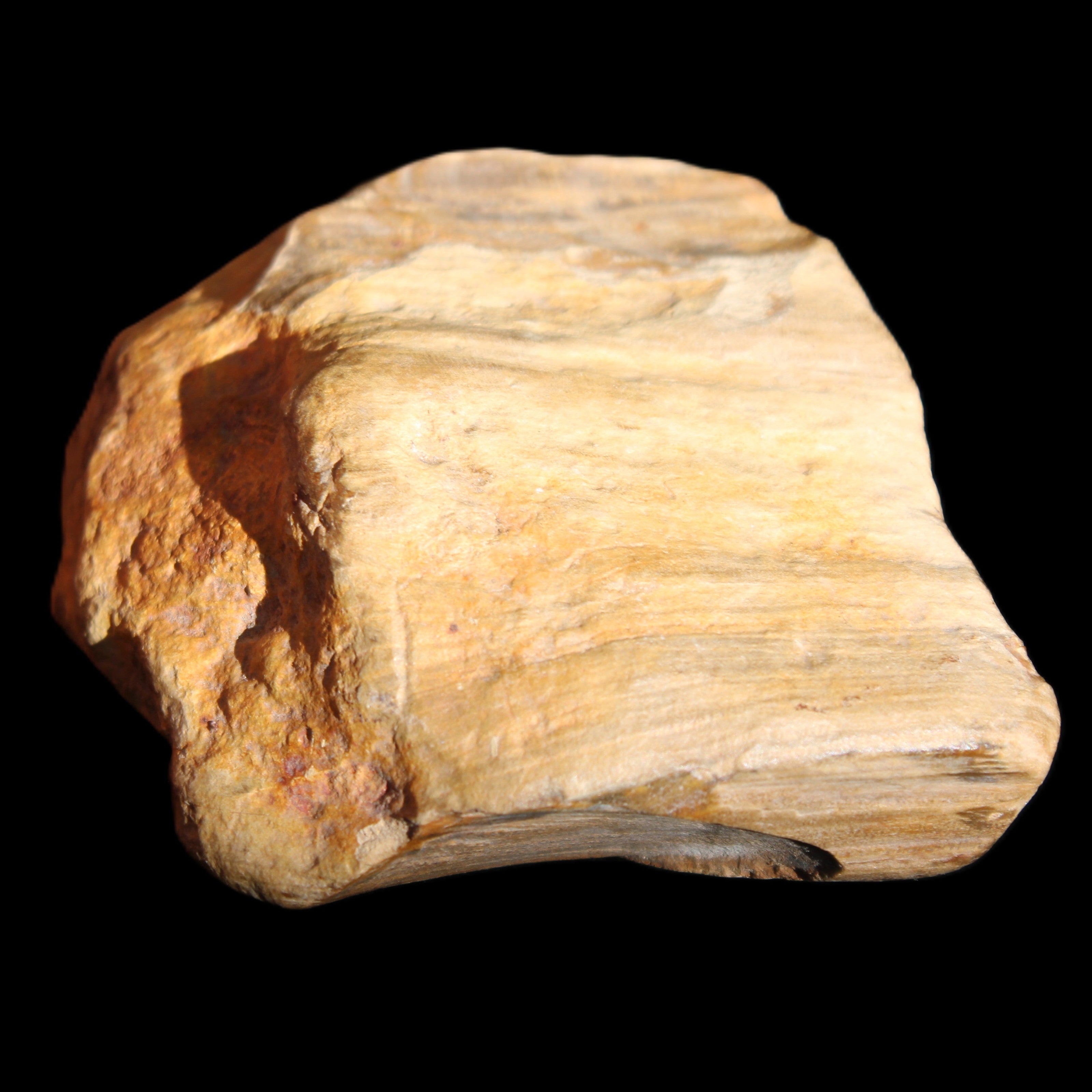 Petrified Wood unpolished from Queensland 227g in sunlight - Rocks and Things Store