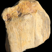 Petrified Wood unpolished from Queensland 227g Rocks and Things