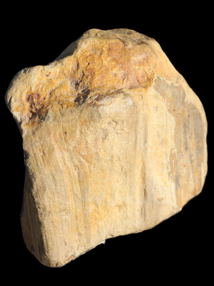Petrified Wood unpolished from Queensland 227g Rocks and Things
