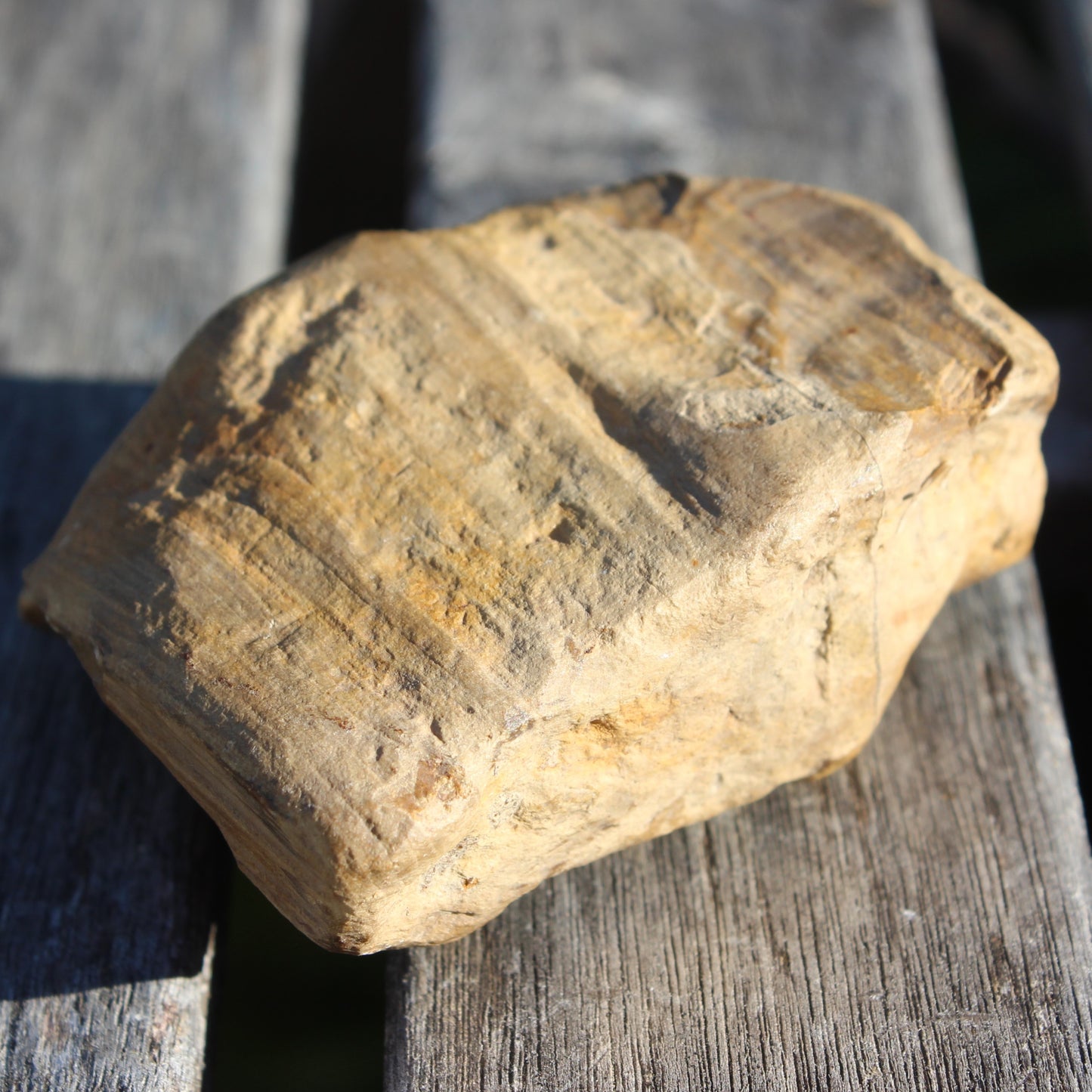 Petrified Wood from Queensland 227g