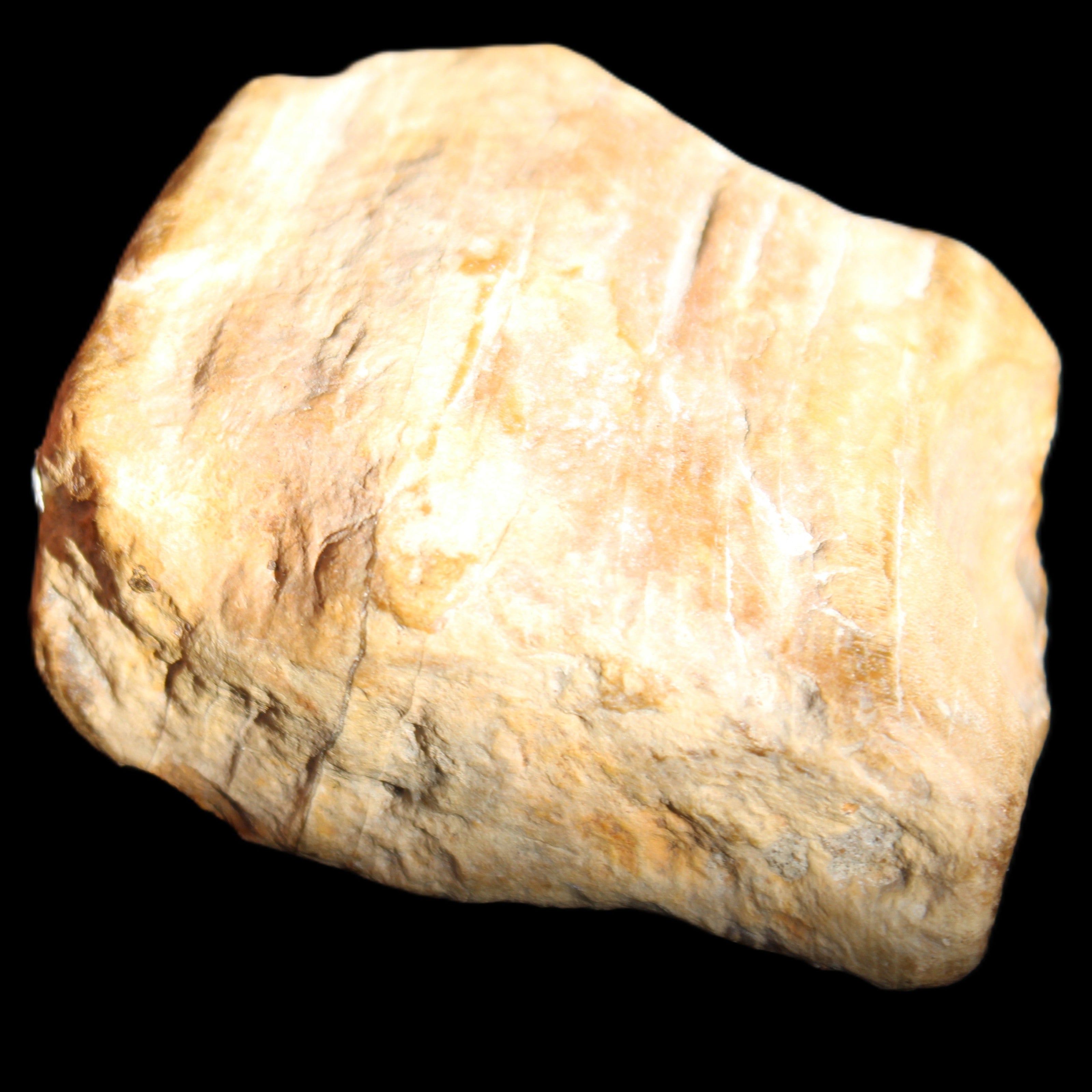 Petrified Wood unpolished from Queensland 227g in sunlight - Rocks and Things Store