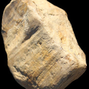 Petrified Wood unpolished from Queensland 227g Rocks and Things