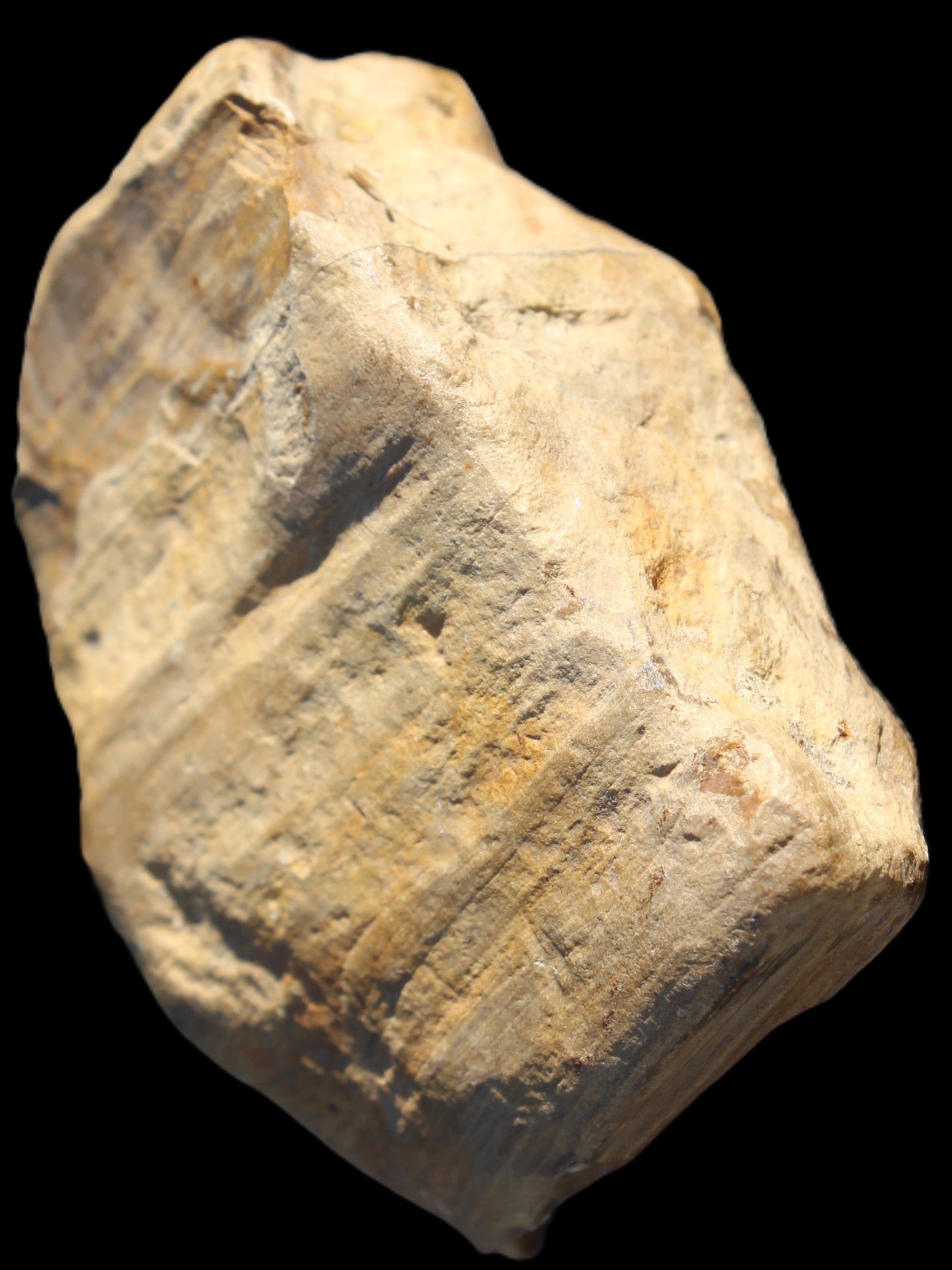 Petrified Wood unpolished from Queensland 227g Rocks and Things