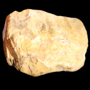 Petrified Wood unpolished from Queensland 227g in sunlight - Rocks and Things Store