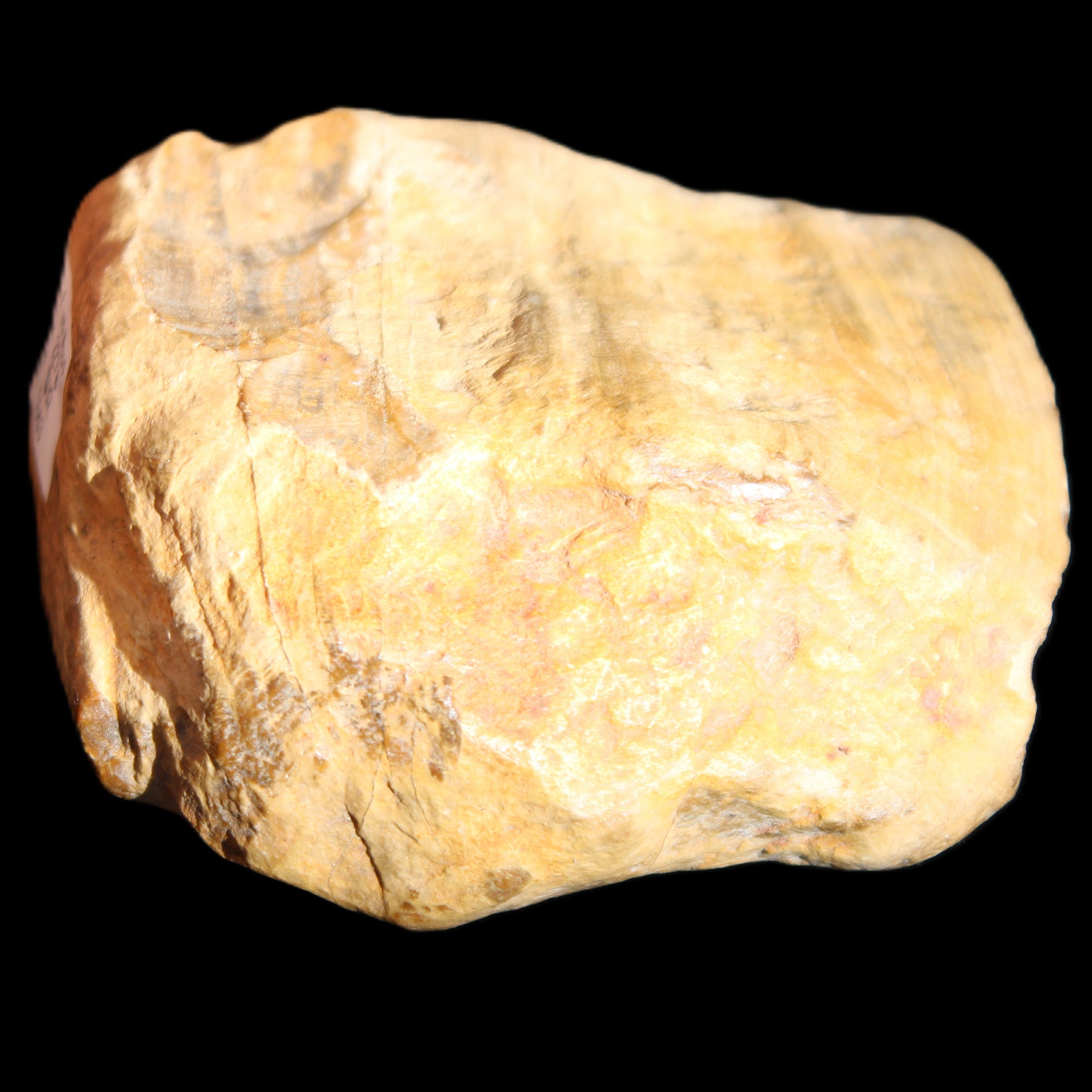 Petrified Wood unpolished from Queensland 227g in sunlight - Rocks and Things Store