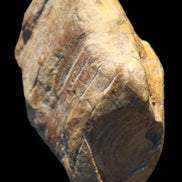 Petrified Wood unpolished from Queensland 227g Rocks and Things