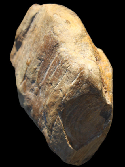 Petrified Wood unpolished from Queensland 227g Rocks and Things