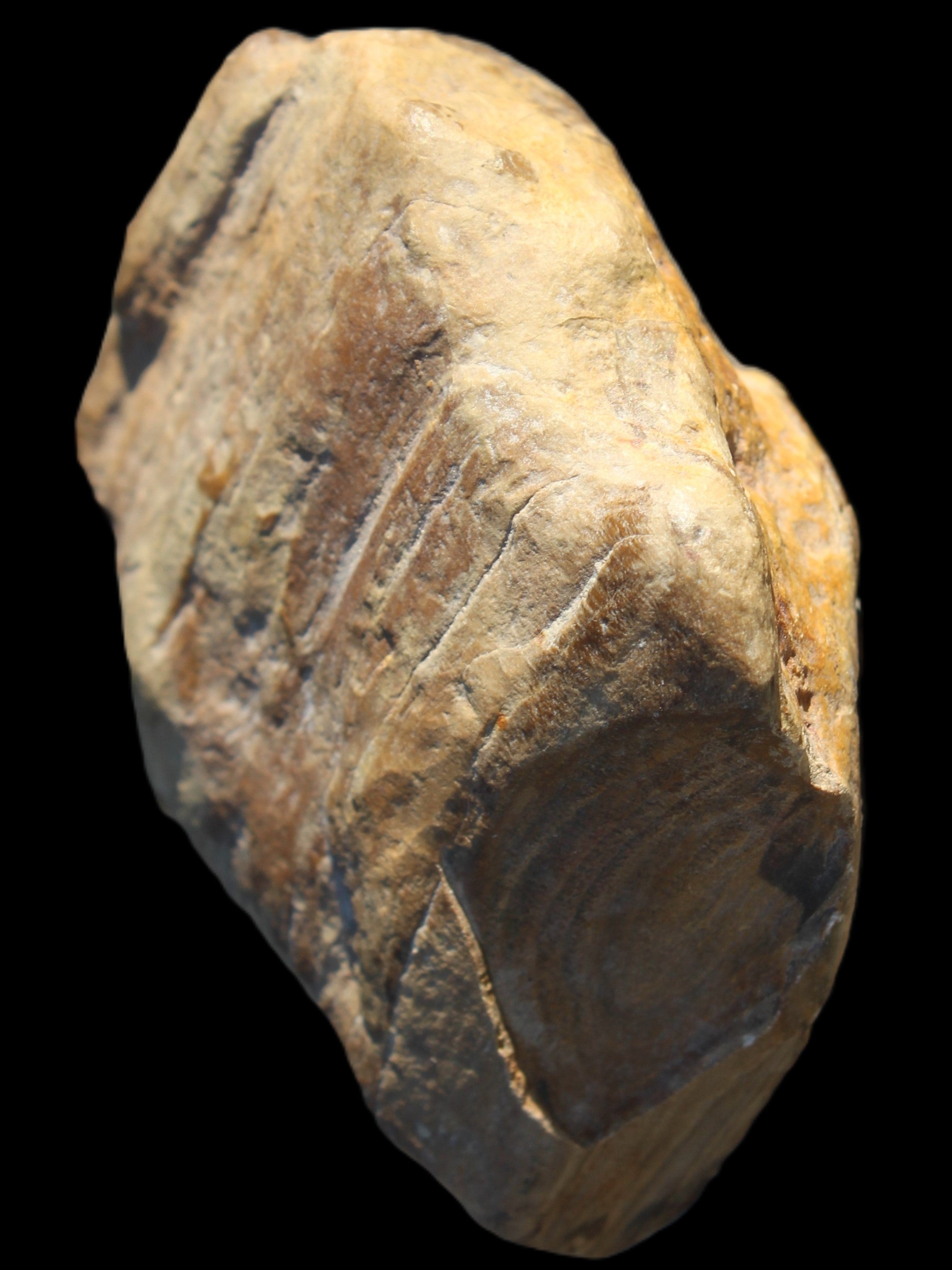 Petrified Wood unpolished from Queensland 227g Rocks and Things