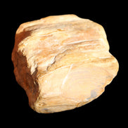 Petrified Wood unpolished from Queensland 227g in sunlight - Rocks and Things Store