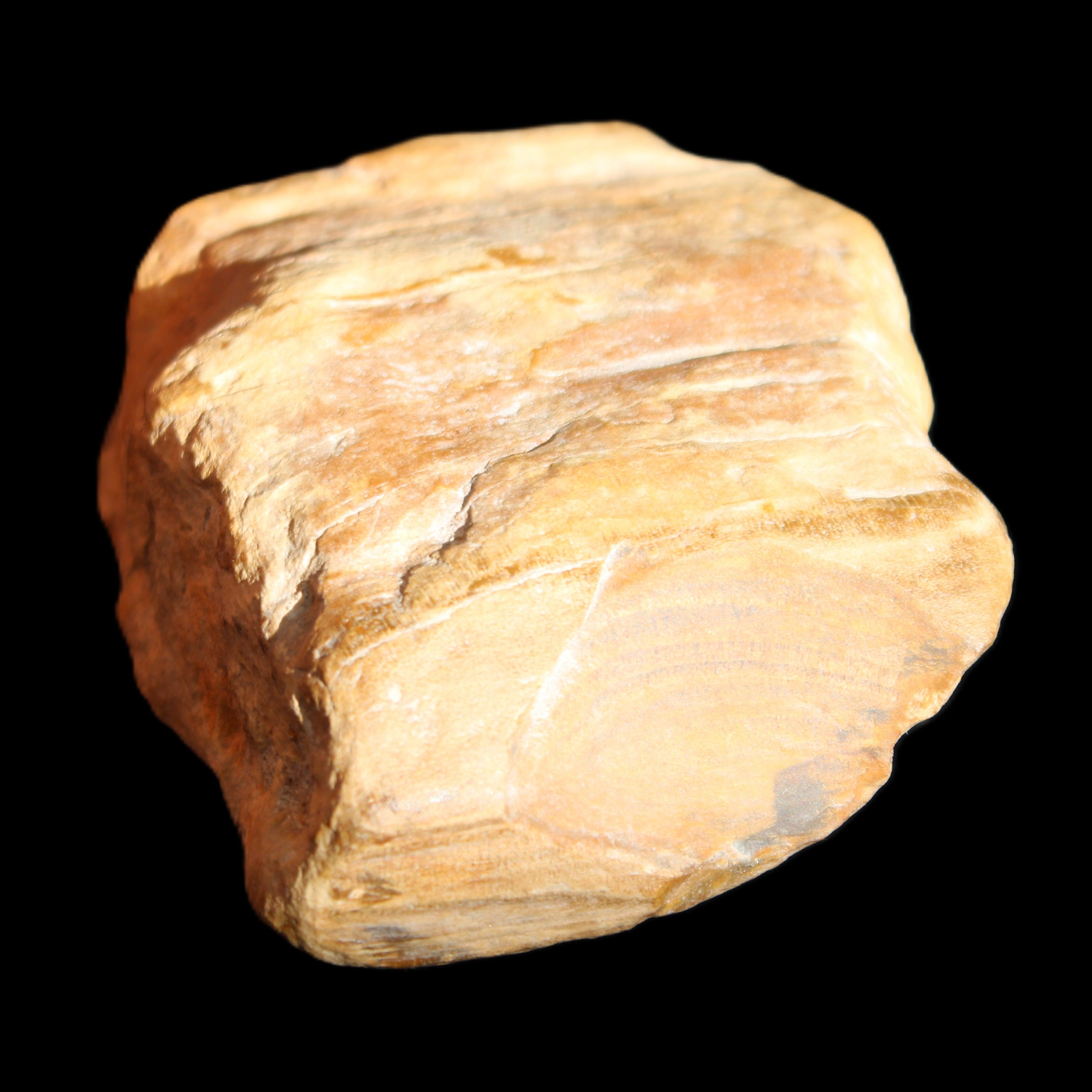 Petrified Wood unpolished from Queensland 227g in sunlight - Rocks and Things Store