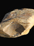 Petrified Wood unpolished from Queensland 227g Rocks and Things