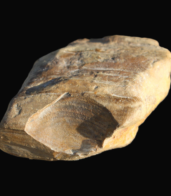 Petrified Wood unpolished from Queensland 227g Rocks and Things