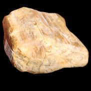 Petrified Wood unpolished from Queensland 227g in sunlight - Rocks and Things Store