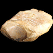 Petrified Wood unpolished from Queensland 227g in sunlight - Rocks and Things Store