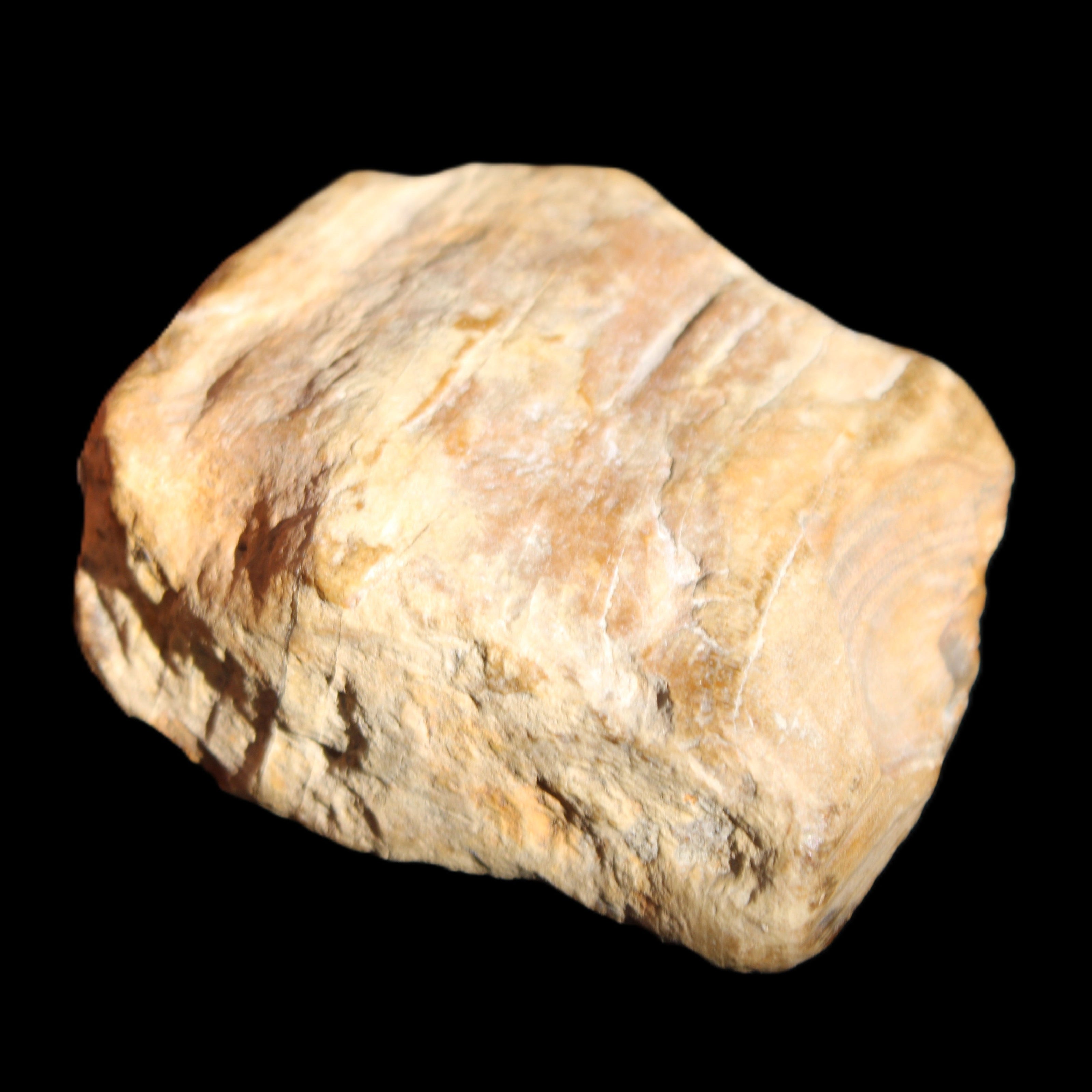 Petrified Wood unpolished from Queensland 227g in sunlight - Rocks and Things Store