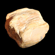 Petrified Wood unpolished from Queensland 227g in sunlight - Rocks and Things Store