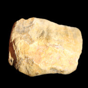 Petrified Wood unpolished from Queensland 227g in sunlight - Rocks and Things Store