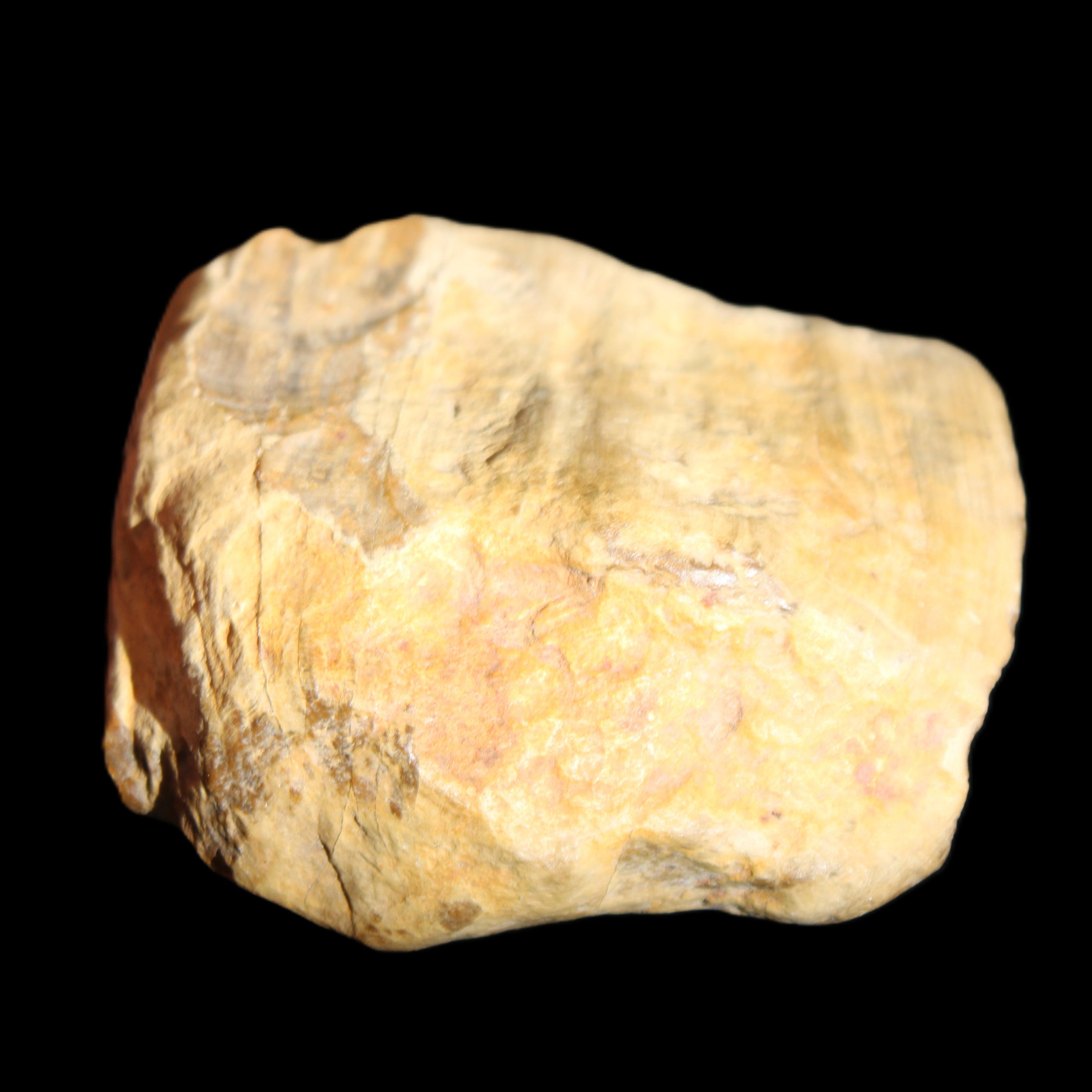 Petrified Wood unpolished from Queensland 227g in sunlight - Rocks and Things Store