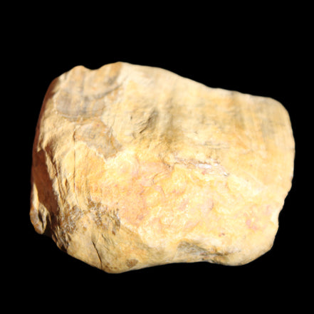 Petrified Wood unpolished from Queensland 227g in sunlight - Rocks and Things Store